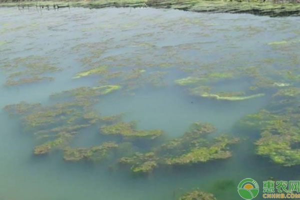小龙虾秋冬养殖管理技术-图片版权归惠农网所有