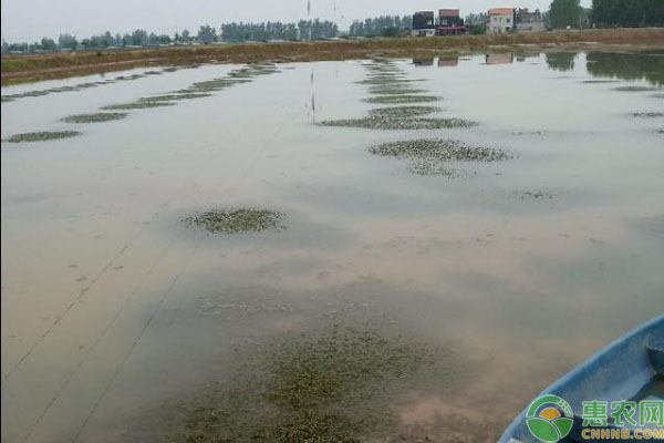 小龙虾秋冬养殖管理技术-图片版权归惠农网所有