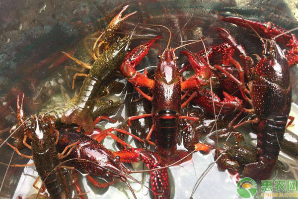 小龙虾秋冬养殖管理技术-图片版权归惠农网所有