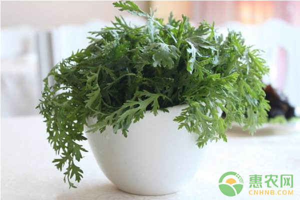 茼蒿怎么种植？茼蒿高效种植技术-图片版权归惠农网所有