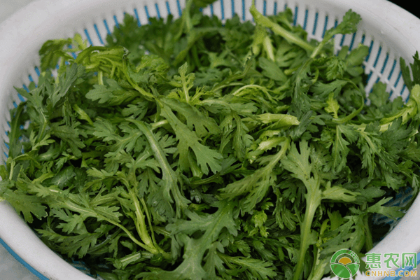 茼蒿什么时候种？茼蒿种植时间及种植方法-图片版权归惠农网所有