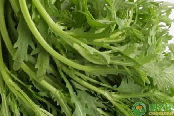 春季茼蒿种植管理要点-图片版权归惠农网所有