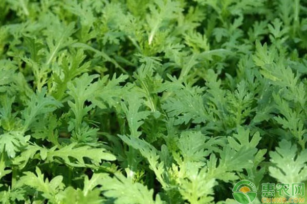 春季茼蒿种植管理要点-图片版权归惠农网所有