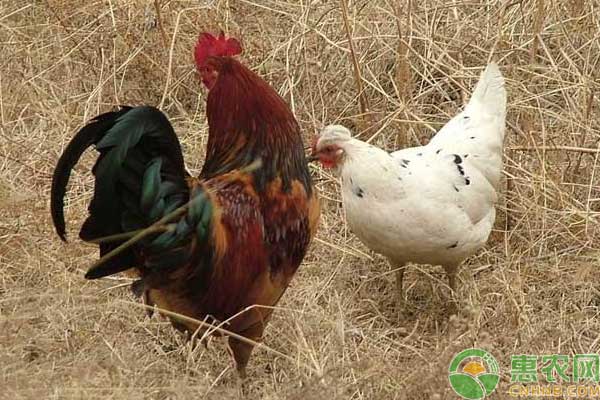 家禽养殖过程中如何判断家禽是否得病？-图片版权归惠农网所有