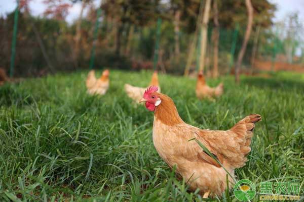 家禽出现病毒病怎么办？家禽病毒病的综合防治措施-图片版权归惠农网所有