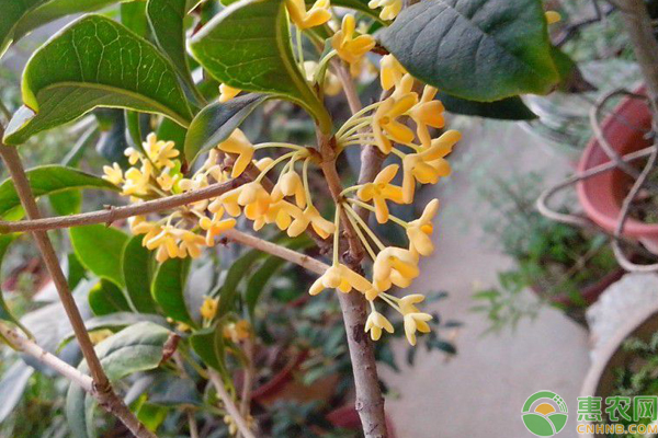 四季桂花养殖方法和注意事项-图片版权归惠农网所有