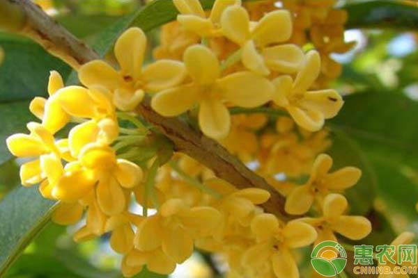 四季桂花养殖方法和注意事项-图片版权归惠农网所有