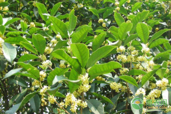 桂花树冬天养护技巧-图片版权归惠农网所有