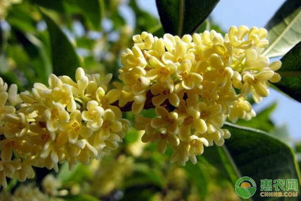 桂花树冬天养护技巧-图片版权归惠农网所有