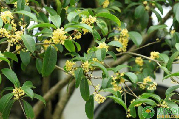 桂花树怎么养才能长得旺盛？-图片版权归惠农网所有