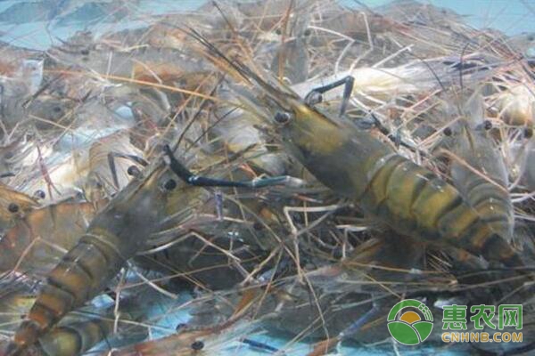 青虾养殖 青虾养殖后期增产增肥的八大措施-图片版权归惠农网所有