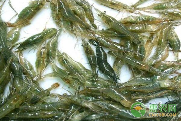 青虾增产增肥 青虾养殖后期增产增肥的八大措施-图片版权归惠农网所有