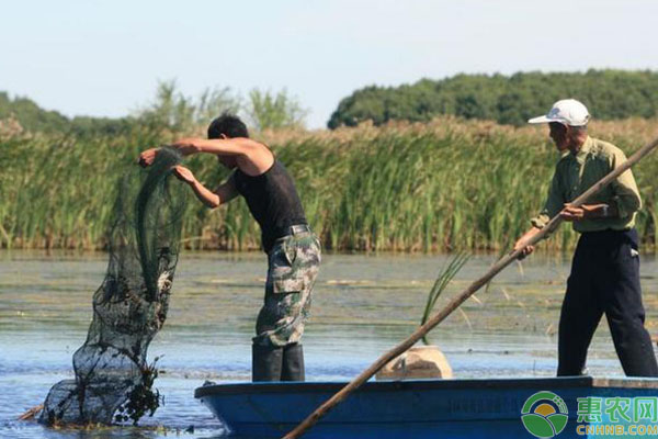 虾蟹混养怎样提高青虾的养殖效益？（附措施要点）-图片版权归惠农网所有