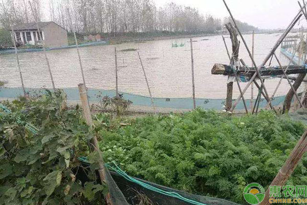 虾蟹混养怎样提高青虾的养殖效益？（附措施要点）-图片版权归惠农网所有