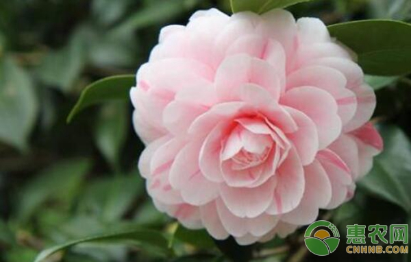 茶花能够在室内养殖吗？-图片版权归惠农网所有