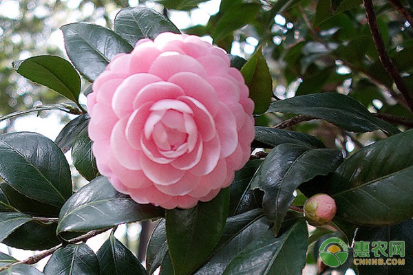 茶花的养殖技巧和注意事项-图片版权归惠农网所有