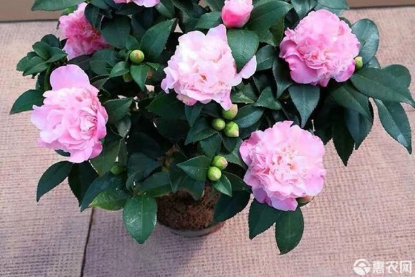 茶花怎么养才长得好？-图片版权归惠农网所有