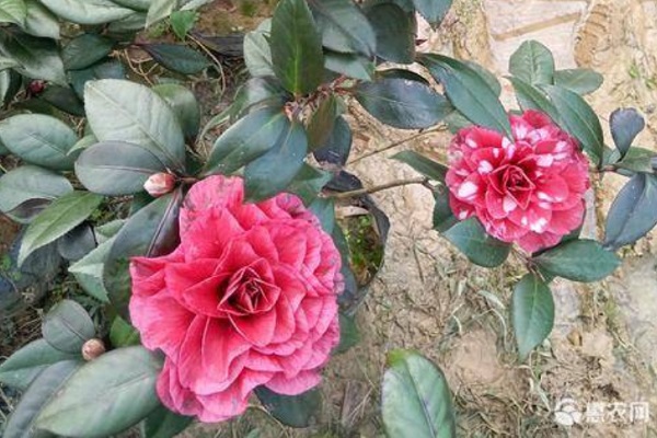 茶花怎么养才长得好？-图片版权归惠农网所有