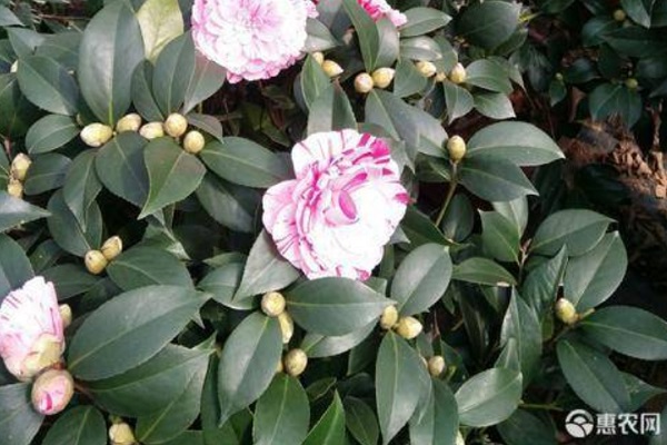 茶花怎么养才长得好？-图片版权归惠农网所有