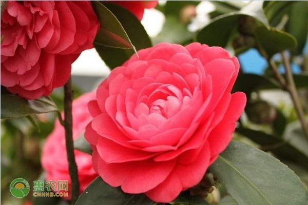 茶花养殖方法和注意事项-图片版权归惠农网所有