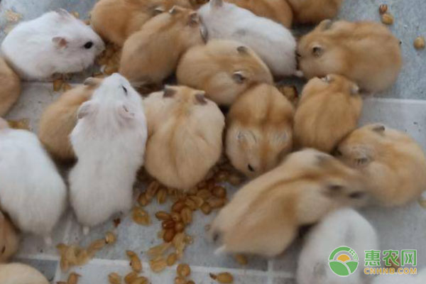 仓鼠大量养殖技巧-图片版权归惠农网所有