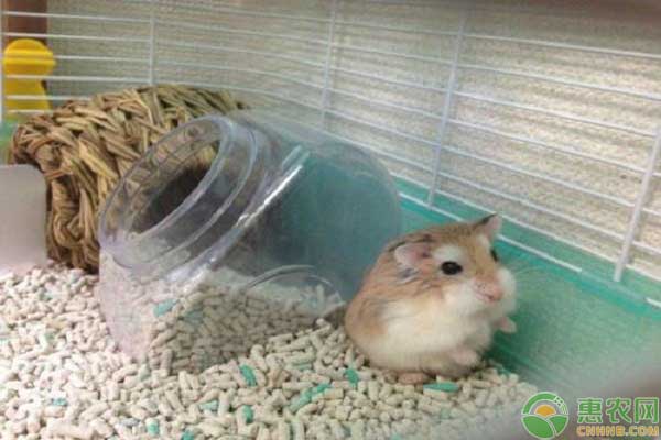 仓鼠大量养殖技巧-图片版权归惠农网所有