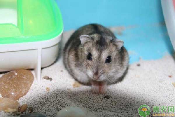仓鼠养殖繁殖技巧-图片版权归惠农网所有