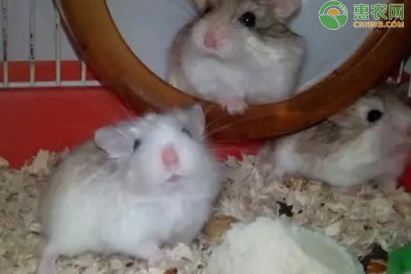 仓鼠养殖繁殖技巧-图片版权归惠农网所有