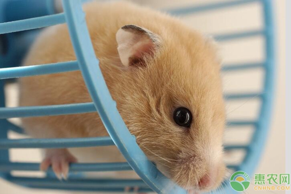 新手养殖仓鼠过程中要注意的5大管理要点-图片版权归惠农网所有