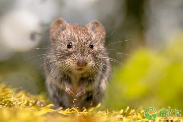 新手养殖仓鼠过程中要注意的5大管理要点-图片版权归惠农网所有