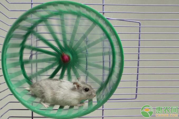 新手养殖仓鼠过程中要注意的5大管理要点-图片版权归惠农网所有