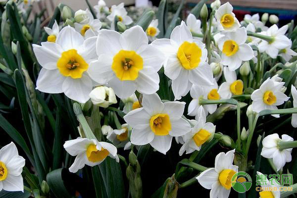 水仙花球春天怎么养？有哪些注意事项？-图片版权归惠农网所有