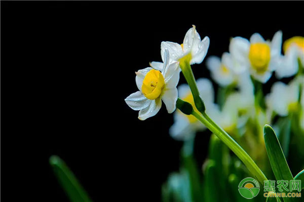 水仙花养殖方法及注意事项-图片版权归惠农网所有