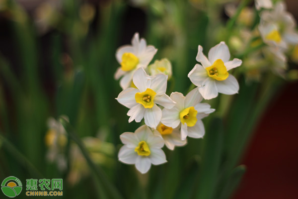 水仙花养殖方法及注意事项-图片版权归惠农网所有