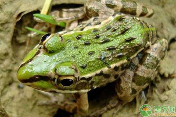 牛蛙养殖成本和技术-图片版权归惠农网所有