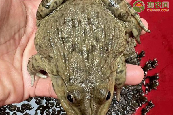 夏季牛蛙管理要点-图片版权归惠农网所有