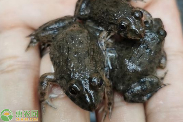 夏季牛蛙管理要点-图片版权归惠农网所有
