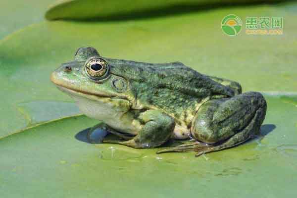 青蛙养殖技术及场地建造-图片版权归惠农网所有