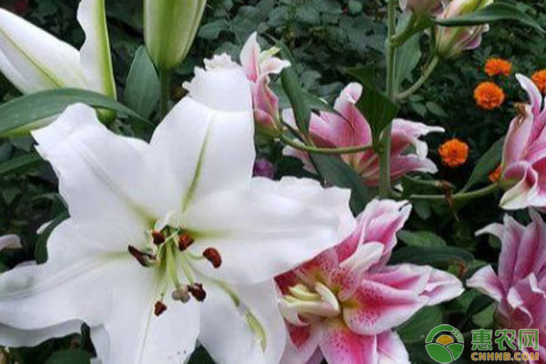 百合适合什么季节种植？-图片版权归惠农网所有