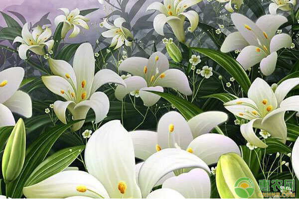 食用百合什么时候种植才比较适合？（附百合种植方法）-图片版权归惠农网所有