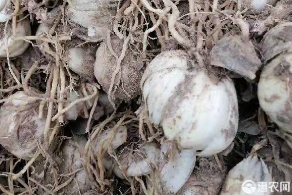 百合什么时候种？怎么种？-图片版权归惠农网所有