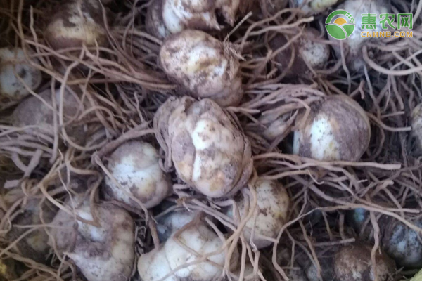 百合什么时候种？怎么种？-图片版权归惠农网所有