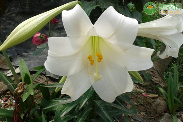 香水百合的花语及养法-图片版权归惠农网所有