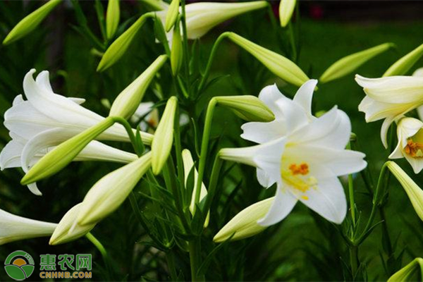 香水百合的花语及养法-图片版权归惠农网所有