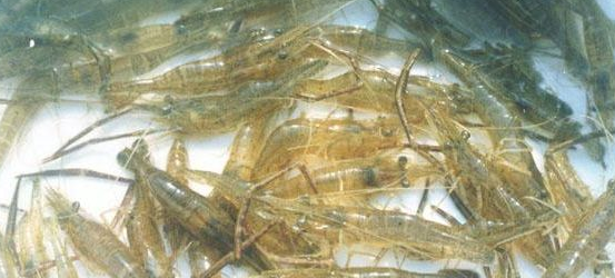 青虾春季高产养殖技术要点-图片版权归惠农网所有