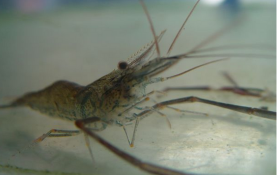 稻田养青虾技术-图片版权归惠农网所有