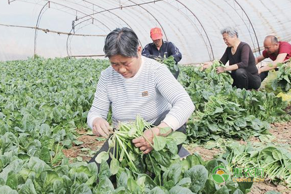 老农民越冬菠菜的种植技巧 越冬菠菜怎么种植?老农民越冬菠菜的种植技巧!-图片版权归惠农网所有