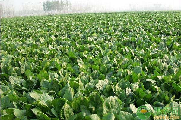 什么季节种菠菜？怎样种菠菜？-图片版权归惠农网所有