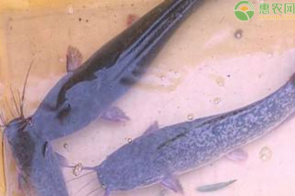 养殖鲶鱼一般用什么饲料喂养？-图片版权归惠农网所有