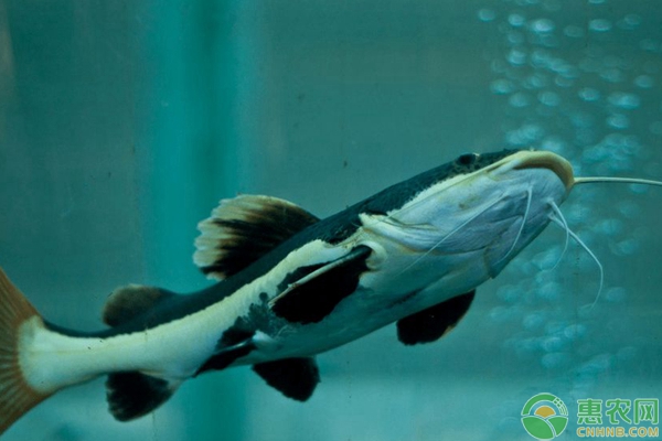 鲶鱼的养殖方法和注意事项-图片版权归惠农网所有